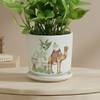 Shop Prosperity Jade Plant In Ribbed White Planter