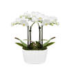 Purely Pristine White Orchid Duo