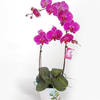 Purple Gundy Phalaenopsis Orchid Online