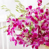 Shop Purple Orchid Elegance For Women's Day
