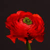 Ranunculus Clooney Tango Red (Bunch of 10) Online