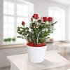Red Rose in a pot