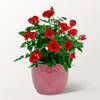Red Rose in a pot