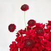 Buy Red Roses And Gerberas Arrangement For Valentine's Day