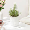 Buy Refreshing Rosemary Plant Gift