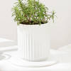 Shop Refreshing Rosemary Plant Gift