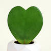 Gift Romantic Hoya Heart Plant with Planter