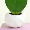 Buy Romantic Hoya Heart Plant with Planter