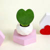 Shop Romantic Hoya Heart Plant with Planter