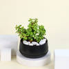 Buy Romantic Jade Plant