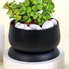 Shop Romantic Jade Plant
