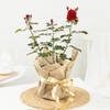 Gift Rose Plant in Jute Wrapping with Planter