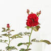 Buy Rose Plant in Jute Wrapping with Planter