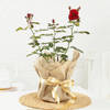 Rose Plant in Jute Wrapping with Planter