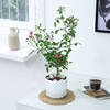 Gift Rose Plant With Planter