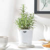 Gift Rosemary In Self Watering Planter