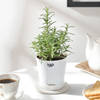 Buy Rosemary In Self Watering Planter