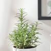 Shop Rosemary In Self Watering Planter