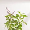 Shop Sacred Tulsi Plant And Ceramic Planter
