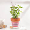 Sacred Tulsi Plant And Ceramic Planter