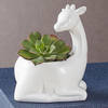 Safari Giraffe Succulents Online