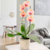 Salmon colored orchid in a pot Online