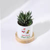 Shop Santa's Favourite - Haworthia Succulent With Pot
