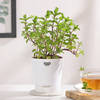 Gift Self Watering Planter And Mint Plant
