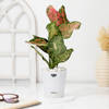 Buy Serene Aglaonema Diwali Hamper