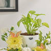 Buy Serene Bloom Plant Arrangement