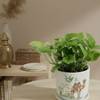 Gift Serene Fortune Money Plant With A Camel Planter