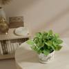Buy Serene Fortune Money Plant With A Camel Planter