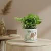 Serene Fortune Money Plant With A Camel Planter