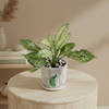 Gift Serene Greens Aglaonema Plant In White Peacock Planter