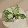 Shop Serene Greens Aglaonema Plant In White Peacock Planter