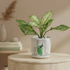 Serene Greens Aglaonema Plant In White Peacock Planter