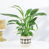 Gift Serene Peace Lily With Metal Diyas Diwali Gift Set