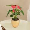 Buy Serene Red Anthurium Plant In Rose Gold Vase