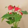 Shop Serene Red Anthurium Plant In Rose Gold Vase