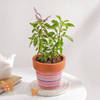 Gift Serene Tulsi In Ceramic Planter