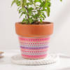 Buy Serene Tulsi In Ceramic Planter