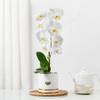 Serene White Orchid In Minimal Box Online