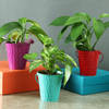 Set of 3 Colorful Bucket Planters (Without Plants)