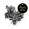 Single plant  florist's choice