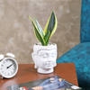 Buy Snake Beauty Plant in a Buddha Pot