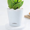 Buy Snake Lotus Plant And Self Watering Planter