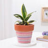Gift Snake Lotus Plant In Artisan Terracotta Pot