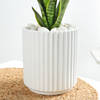 Shop Snake Plant In A Modern White Cylindrical Planter