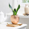Buy Snake Plant in Copper Planter