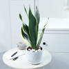 Gift Snake Plant With Planter